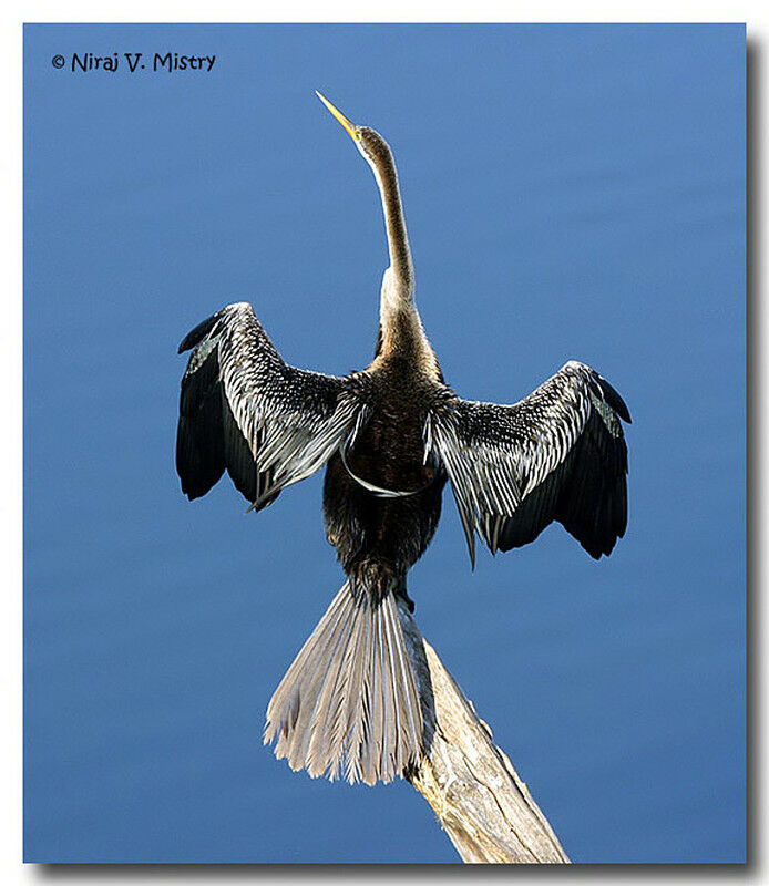 Oriental Darter