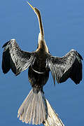 Anhinga roux