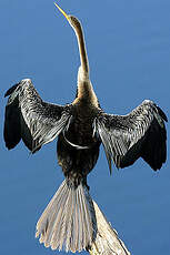 Anhinga roux