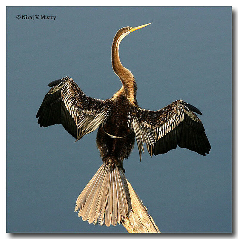 Oriental Darter