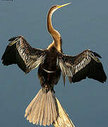 Anhinga roux