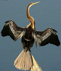 Anhinga roux