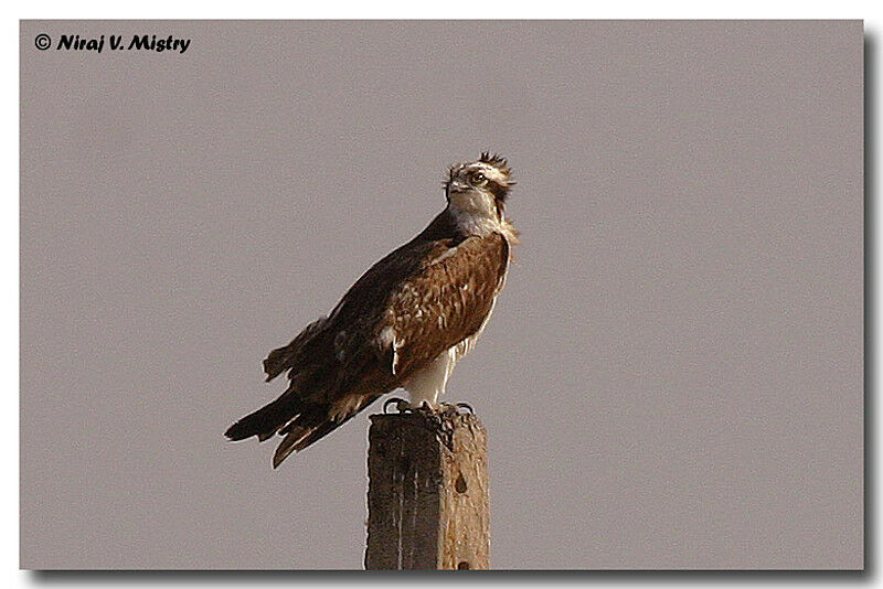 Western Osprey