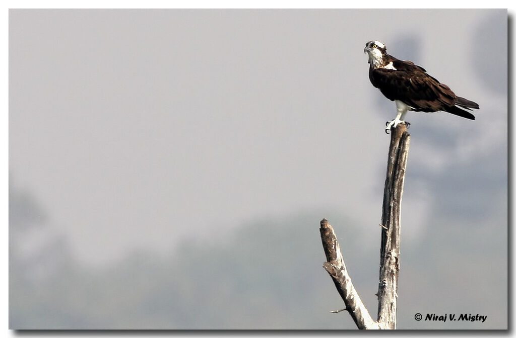 Western Osprey