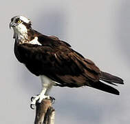 Western Osprey