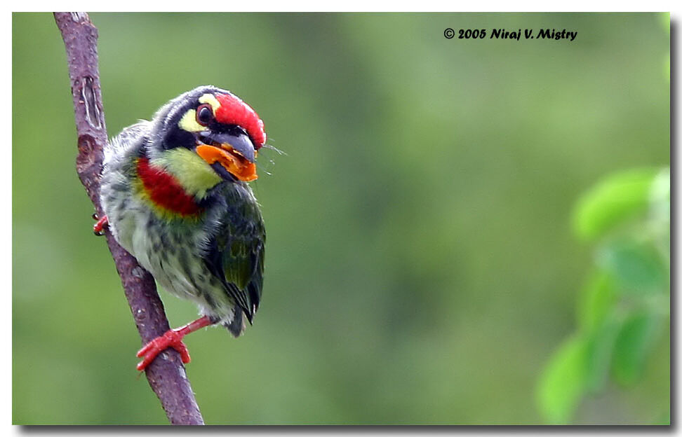 Barbu à plastron rouge