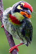 Coppersmith Barbet