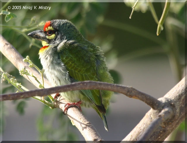 Coppersmith Barbet