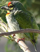 Coppersmith Barbet