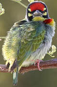 Coppersmith Barbet