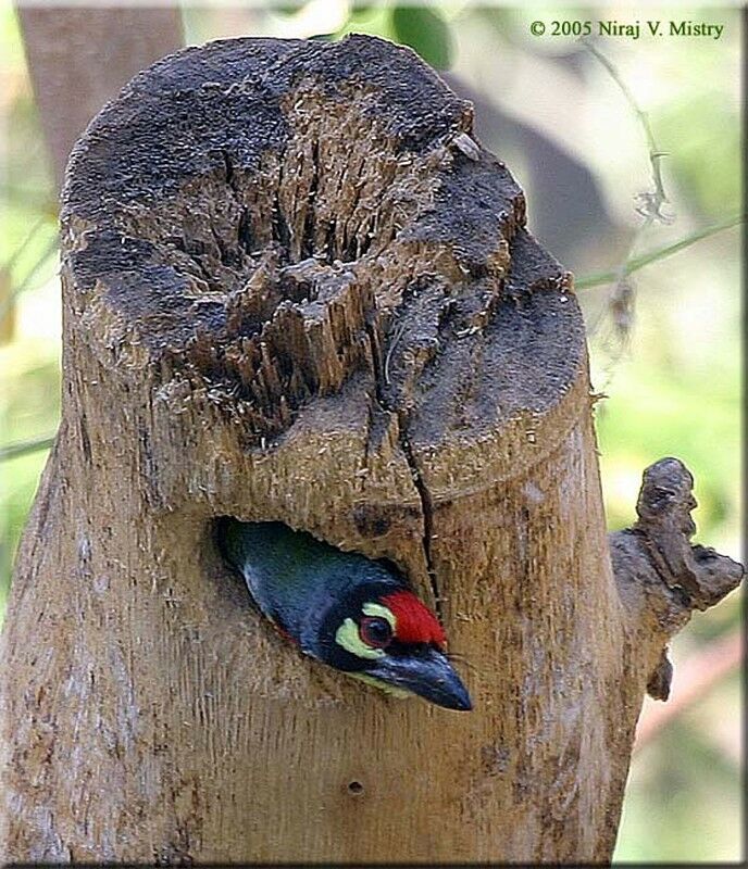 Barbu à plastron rouge