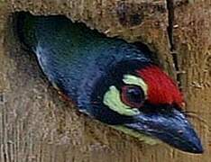 Coppersmith Barbet