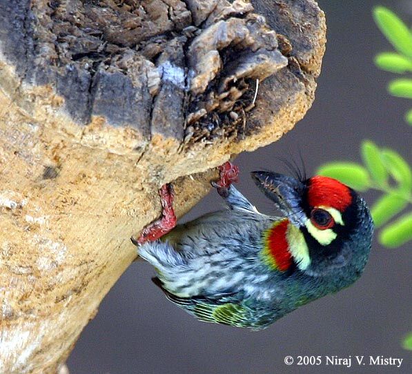 Coppersmith Barbet