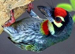 Coppersmith Barbet