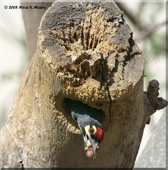 Coppersmith Barbet