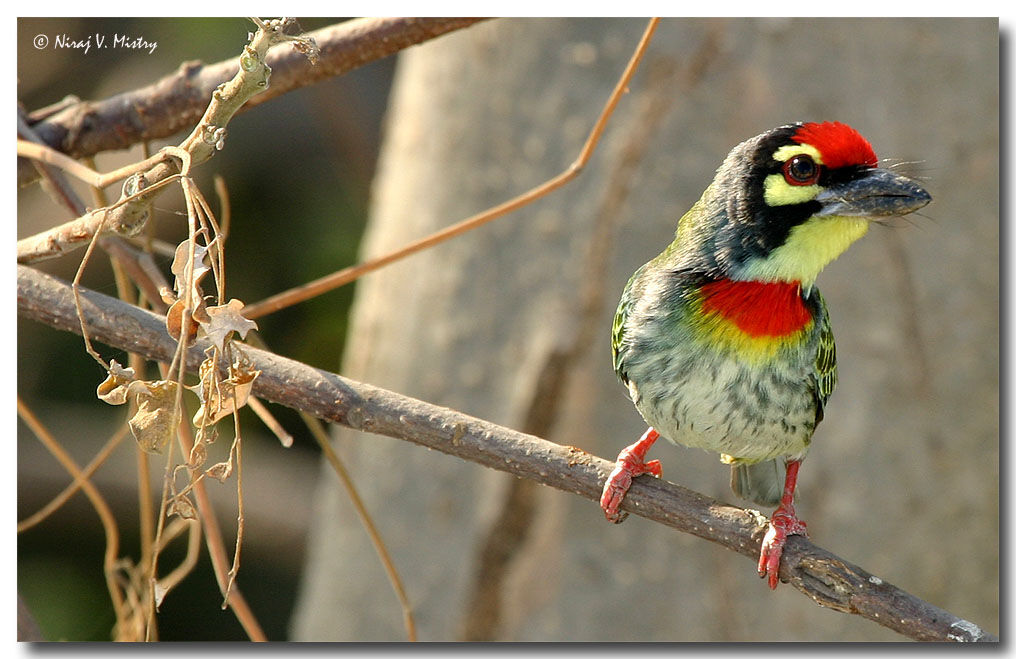 Barbu à plastron rouge