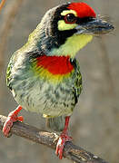 Coppersmith Barbet