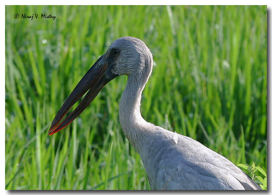 Asian Openbill