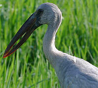 Asian Openbill