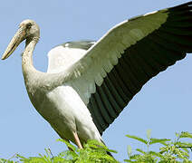 Asian Openbill