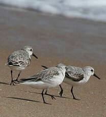 Bécasseau sanderling