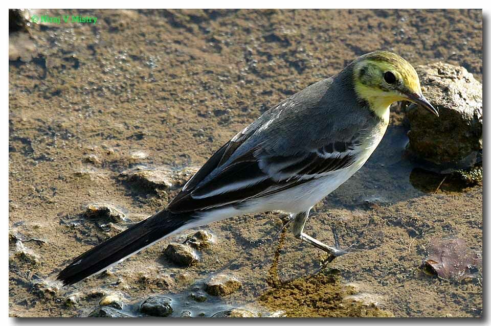 Citrine Wagtail