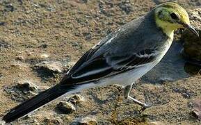 Citrine Wagtail