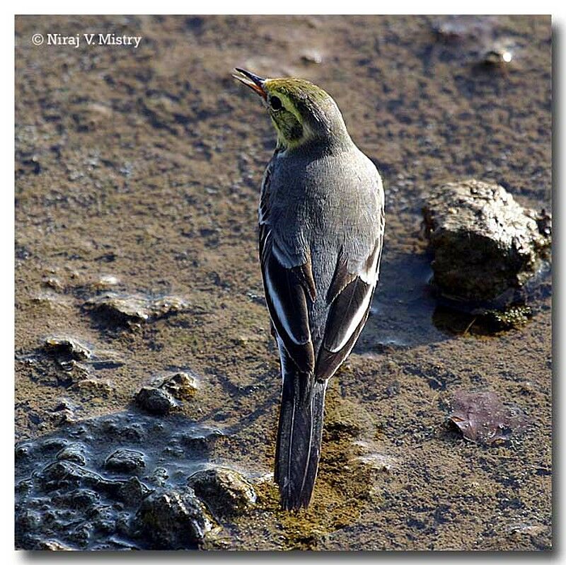 Citrine Wagtail