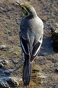 Citrine Wagtail