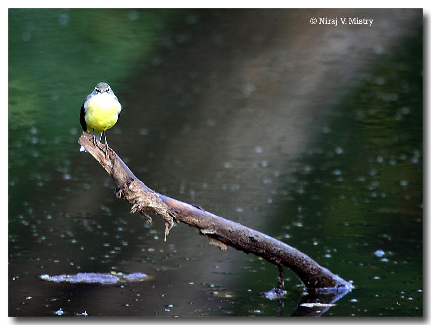 Grey Wagtail