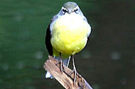 Bergeronnette des ruisseaux