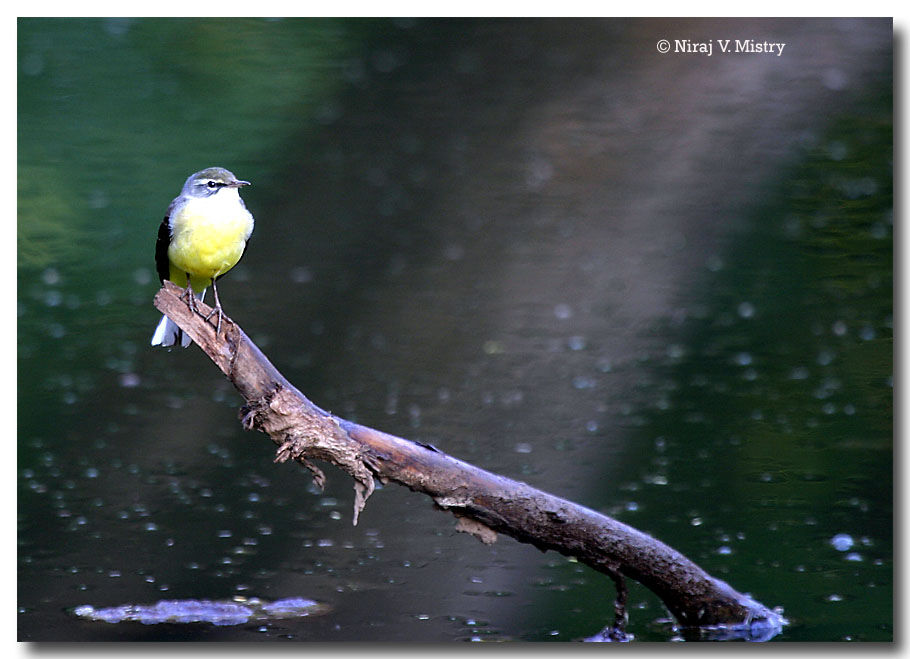 Grey Wagtail