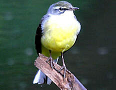 Grey Wagtail