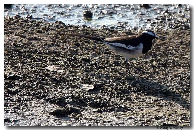 White-browed Wagtail