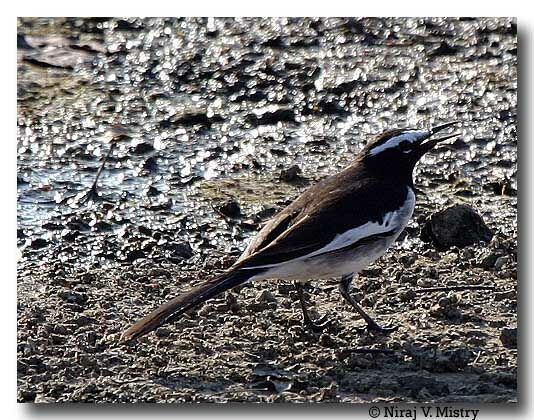 White-browed Wagtail