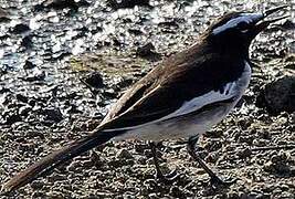 White-browed Wagtail