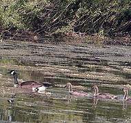 Canada Goose