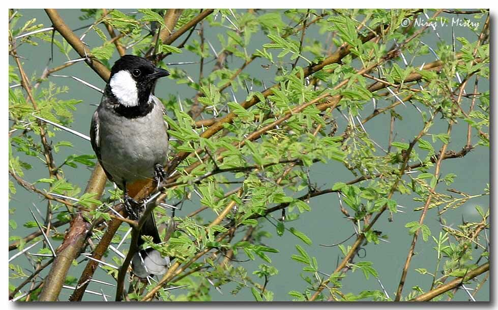 White-eared Bulbul