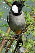 White-eared Bulbul