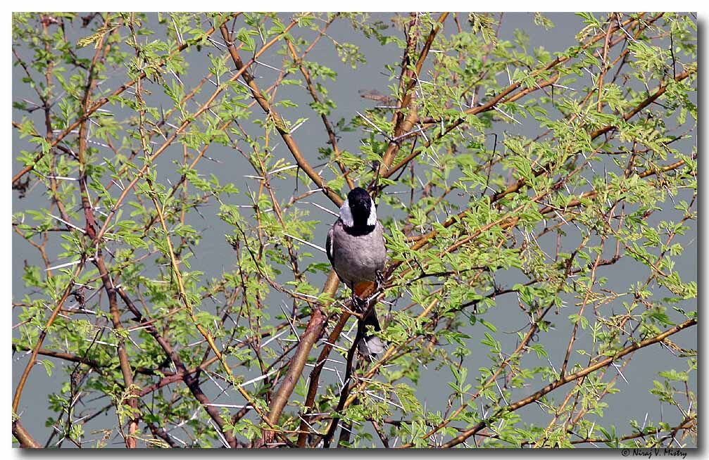 White-eared Bulbul