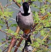 White-eared Bulbul