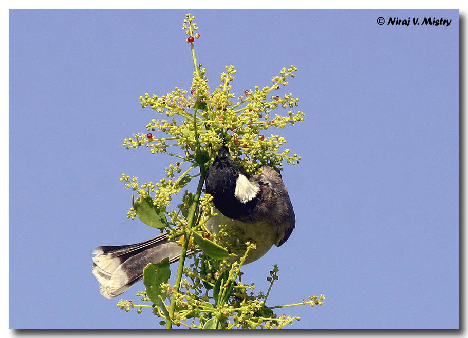 White-eared Bulbul