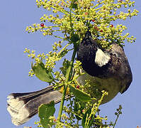 Bulbul à oreillons blancs