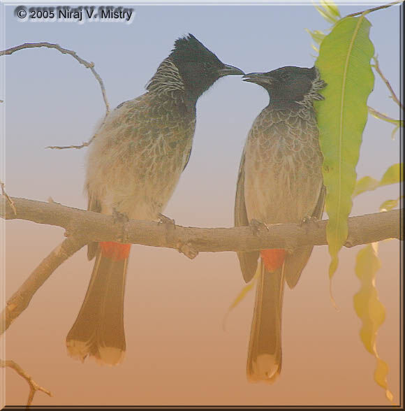 Bulbul à ventre rouge