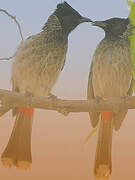 Red-vented Bulbul