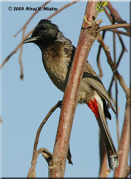 Red-vented Bulbul