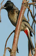 Red-vented Bulbul