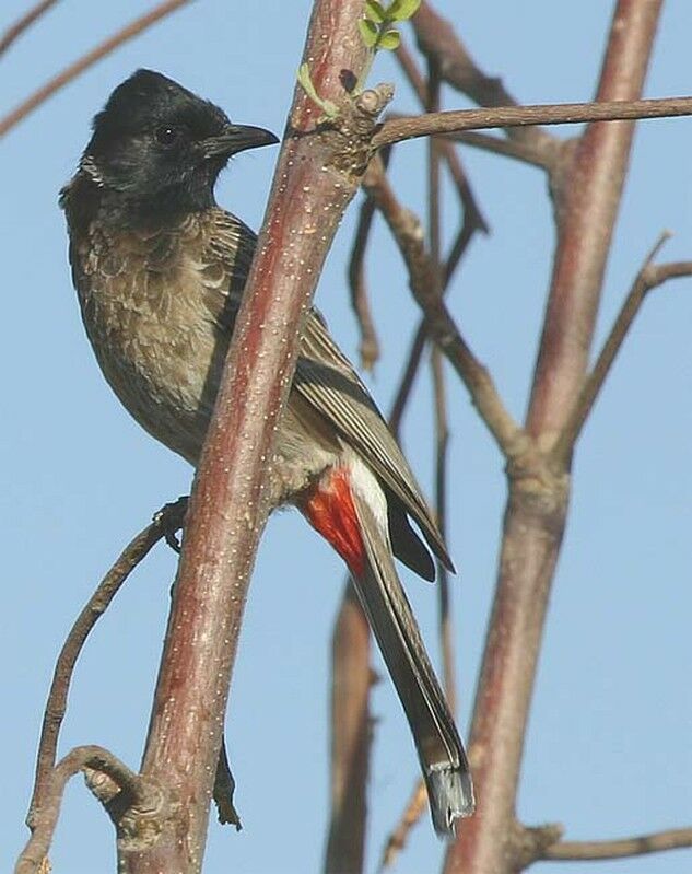 Bulbul à ventre rouge