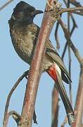 Red-vented Bulbul