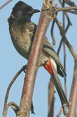 Bulbul à ventre rouge